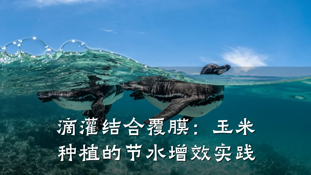 滴灌结合覆膜:玉米种植的节水增效实践