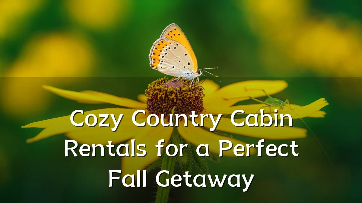Cozy Country Cabin Rentals for a Perfect Fall Getaway