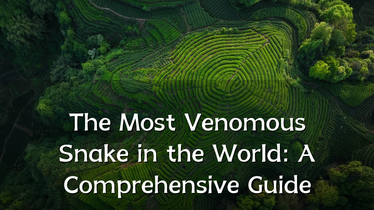 The Most Venomous Snake in the World: A Comprehensive Guide